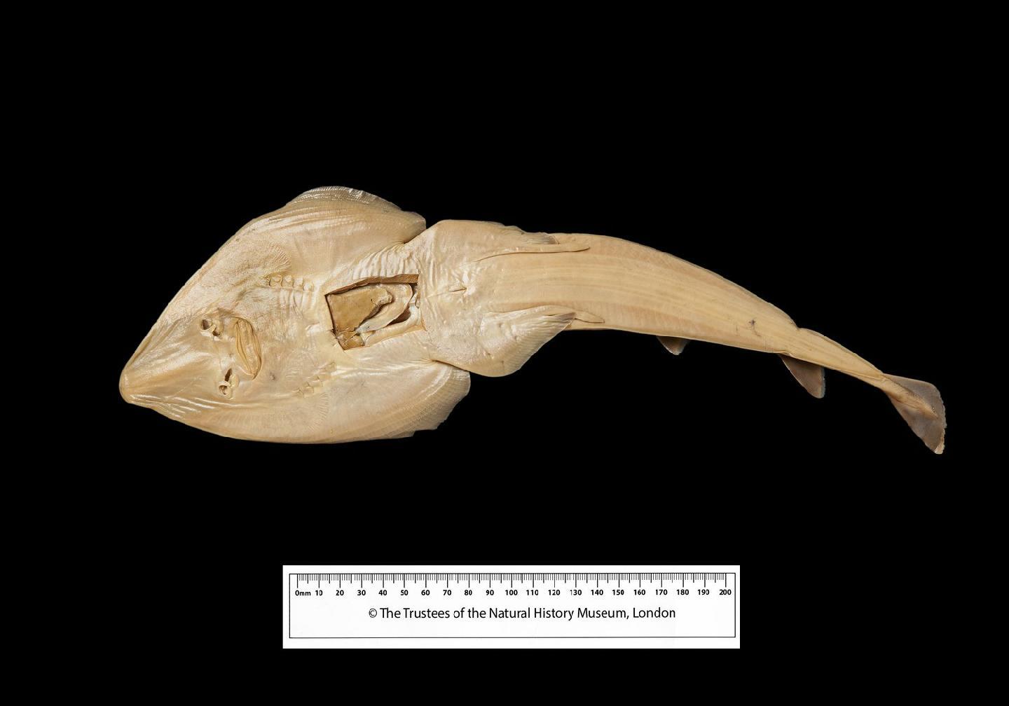 To NHMUK collection (Rhinobatus leucospilus Norman, 1926; SYNTYPE; NHMUK:ecatalogue:3127123)