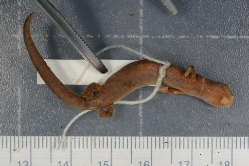 Bolitoglossa orestes - Image of specimen 1905.5.31.105
