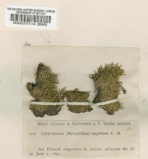 Calymperes erosum Müll.Hal. - BM000575114