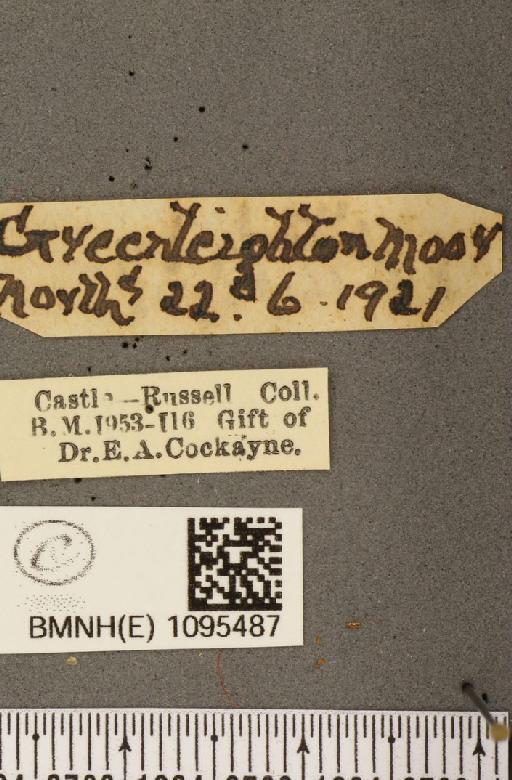 Coenonympha tullia polydama (Haworth, 1803) - BMNHE_1095487_label_6414