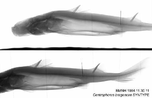 Centrophorus bragancae Regan, 1906 - BMNH 1904.11.30.11 - Centrophorus bragancae SYNTYPE Radiograph