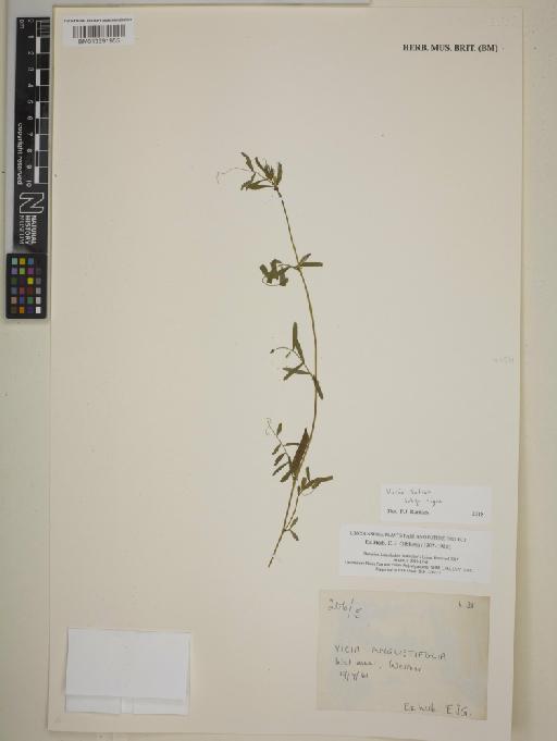 Vicia sativa subsp. nigra (L.) Ehrh. - BM013391955