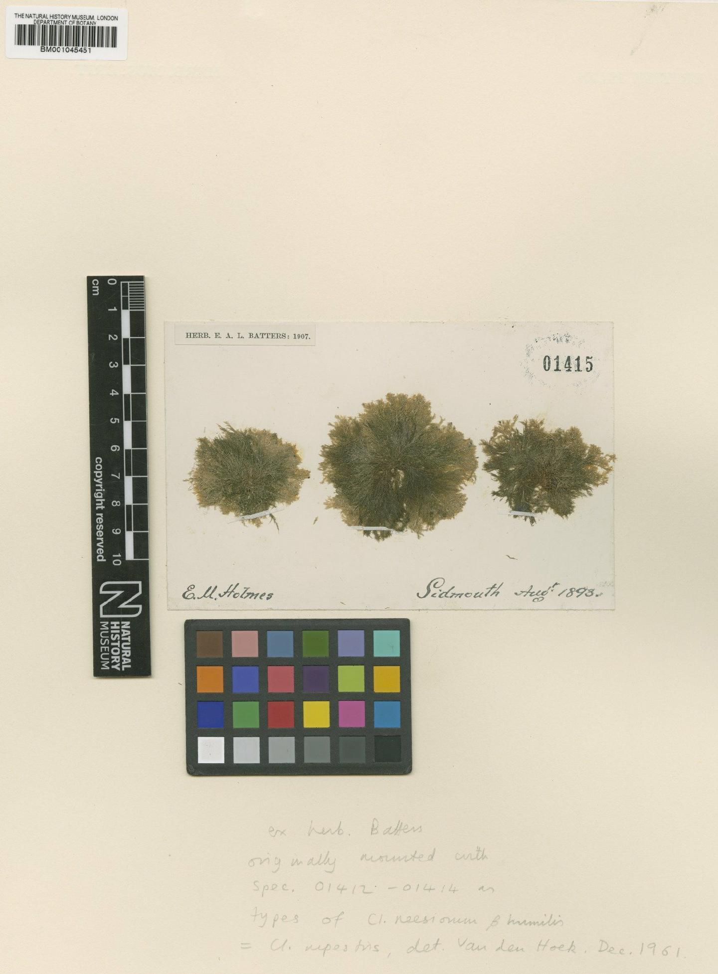 To NHMUK collection (Cladophora rupestris (L.) Kütz.; TYPE; NHMUK:ecatalogue:735988)