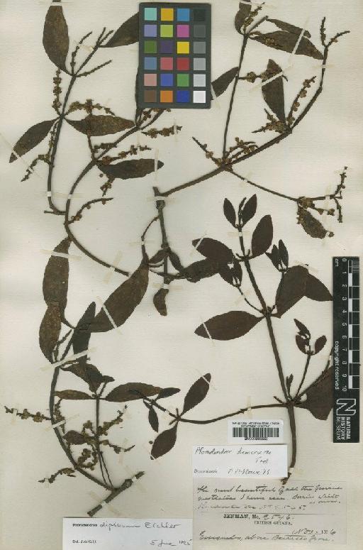 Phoradendron dipterum Eichler - BM000993552