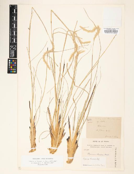 Elymus chevalieri - 000064701