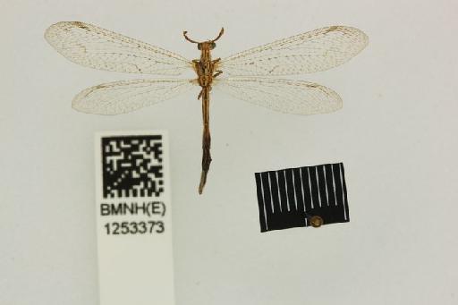 Cueta arenosus Navás - Nesoleon_arenosus-BMNHE_1253373-Holotype-dorsal_habitus