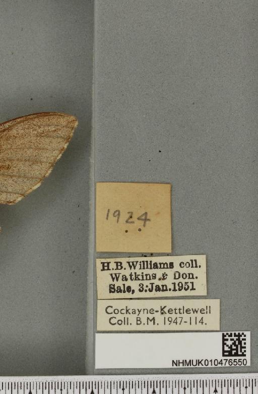 Sphinx pinastri ab. albicans Austaut, 1907 - NHMUK_010476550_label_534141