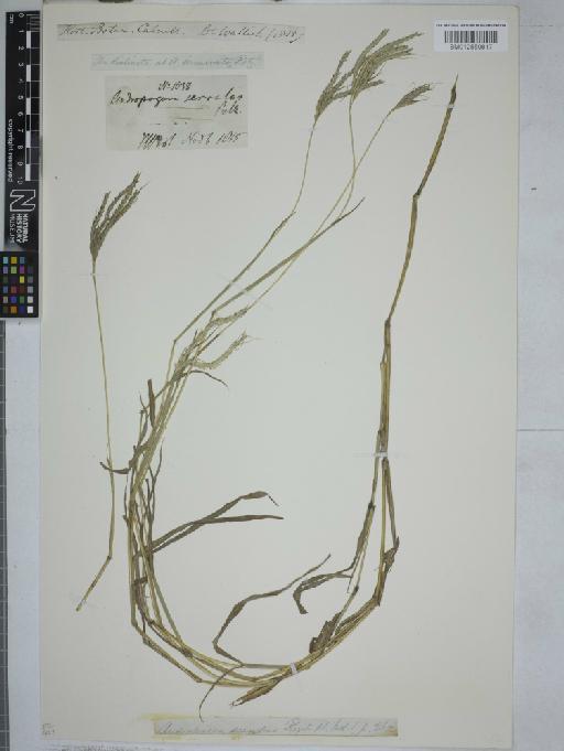 Dichanthium annulatum (Forssk.) Stapf - 012550817