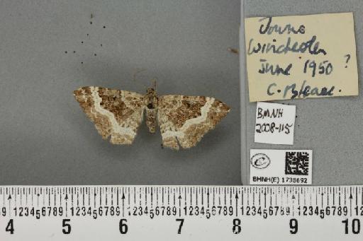 Epirrhoe alternata alternata (Müller, 1764) - BMNHE_1738692_325130