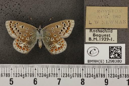 Polyommatus icarus icarus ab. fuscescens Tutt, 1910 - BMNHE_1298380_149078