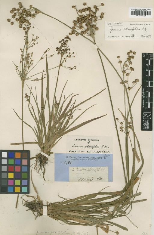 Juncus planifolius R.Br. - BM000990779