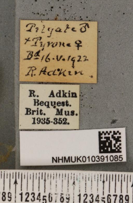 Diaphora mendica Adkin, 1923 - NHMUK_010391085_label_517249