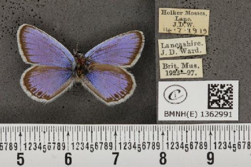 Plebejus argus masseyi Tutt, 1909 - BMNHE_1362991_162019