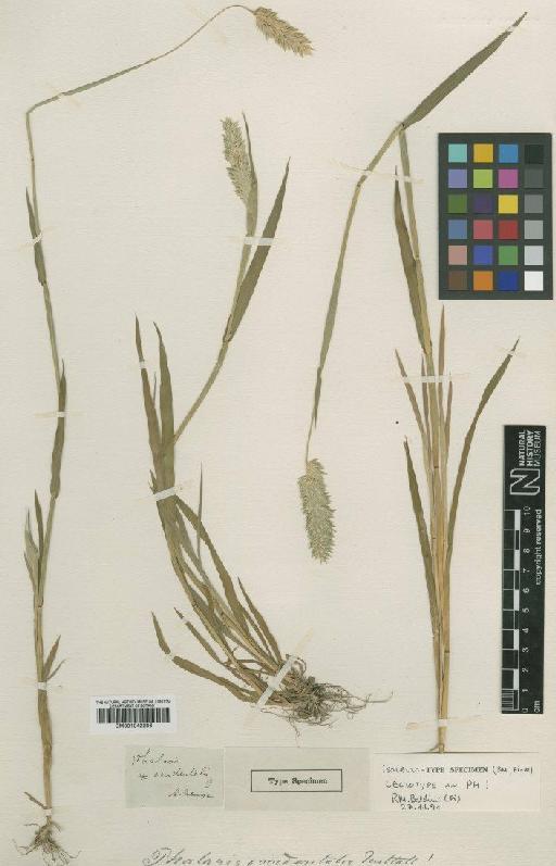 Phalaris caroliniana Walter - BM001042286