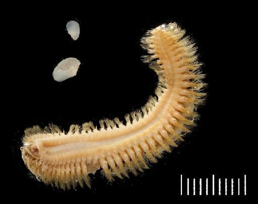 Lagisca rarispina Sars, 1861 - Polychaete type specimen 1921.5.1.324 and 327 ventral