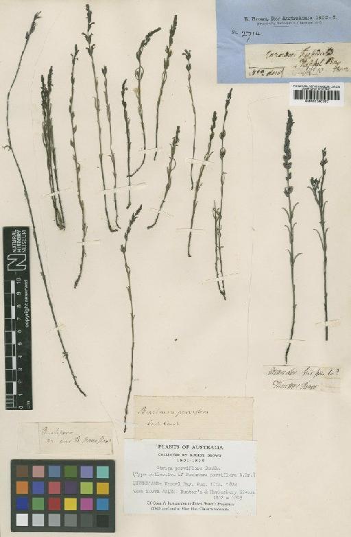 Striga parviflora Benth. - BM001040797