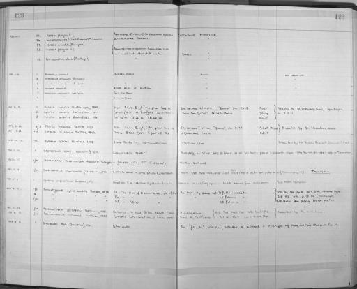 Ophelia borealis Quatrefages, 1865 - Zoology Accessions Register: Annelida: 1936 - 1970: page 128