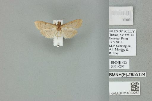 Herpetogramma licarsisalis (Walker, 1859) - 014023252_136930_1478513
