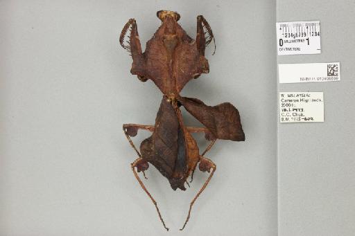 Deroplatys lobata (Guérin-Méneville, 1838) - 012496899_71110_89355