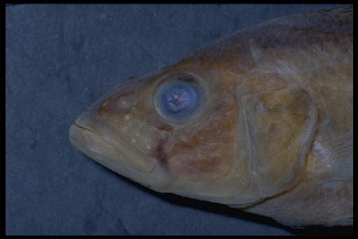 Haplochromis harpakteridion Van Oijen, 1991 - Haplochromis harpakteridion; 1962.3.2.516
