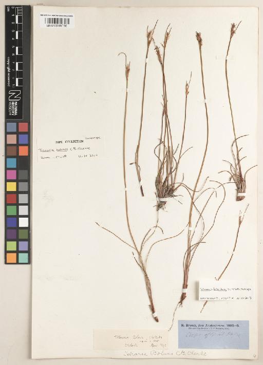 Schoenus laticulmis T.L.Elliott & Muasya - BM013399038