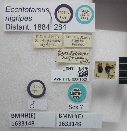 Eccritotarsus nigripes Distant, 1884 - Eccritotarsus nigripes-BMNH(E)1633149-Paralectotype sex queried dorsal & labels