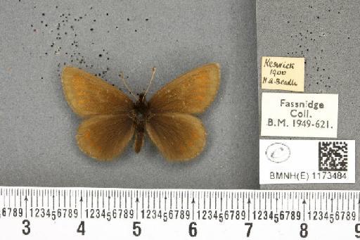 Erebia epiphron mnemon (Haworth, 1812) - BMNHE_1173484_29068