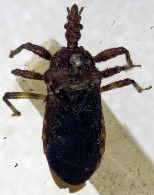 Physoderes histrionica Miller, N.C.E., 1940 - Physoderes histrionica-BMNH(E)1706289-Holotype male dorsal UCR_ENT 00018520