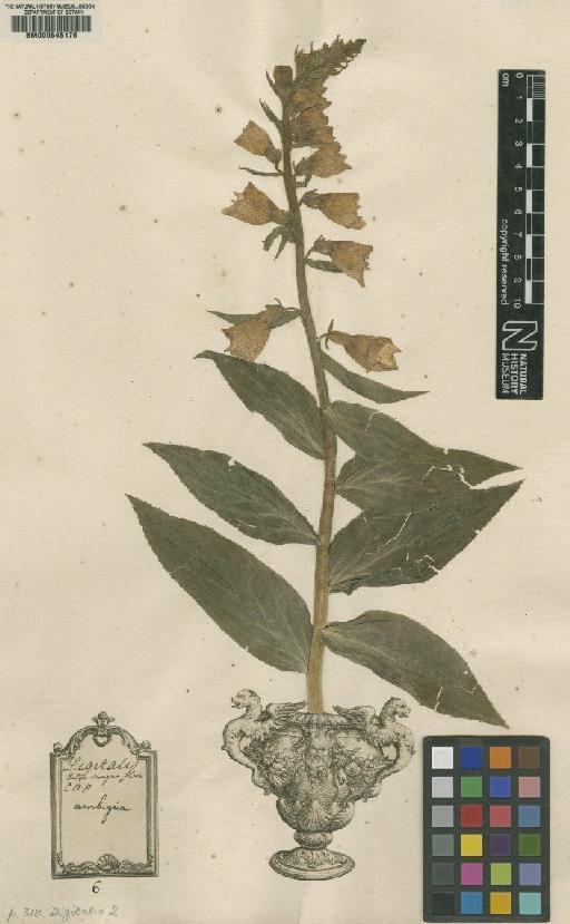 Digitalis indet. - BM000646176