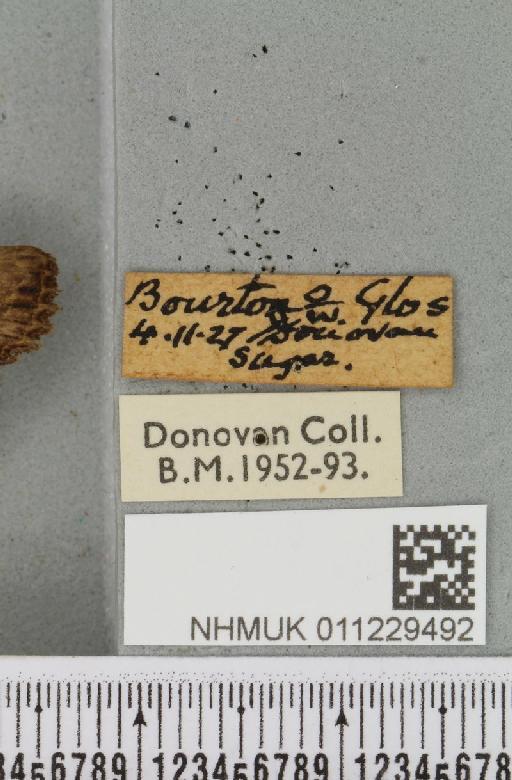 Lithophane semibrunnea (Haworth, 1809) - NHMUK_011229492_label_631703