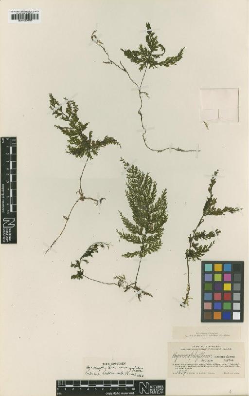 Hymenophyllum consanguineum C.V.Morton - BM000936793
