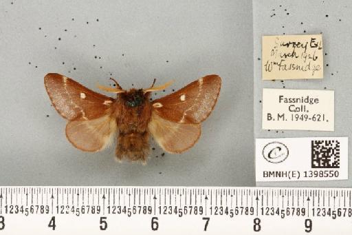 Eriogaster lanestris (Linnaeus, 1758) - BMNHE_1398550_200235