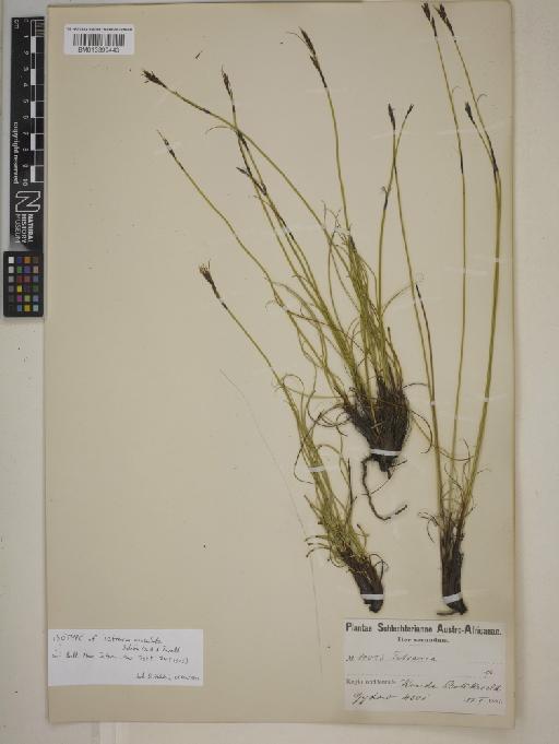 Tetraria maculata Schönland & Turrill - BM013399443