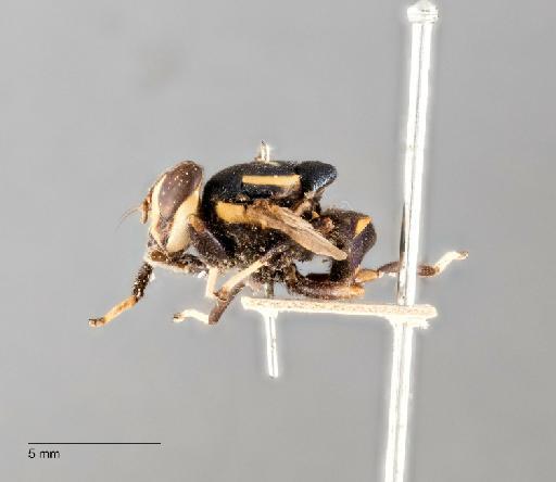 Pterogenia zonata (Walker, 1856) - 010863935_Lamprogaster_zonata_HOLOTYPE_LAT