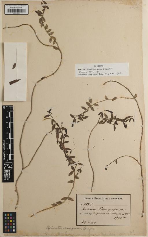 Manettia domingensis Sprague - BM001191259