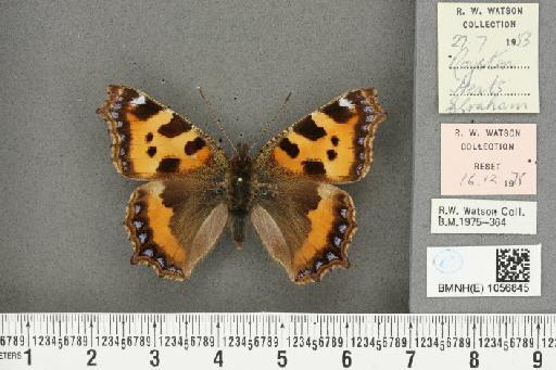 Aglais urticae ab. rosacea Closs, 1915 - BMNHE_1056845_46377