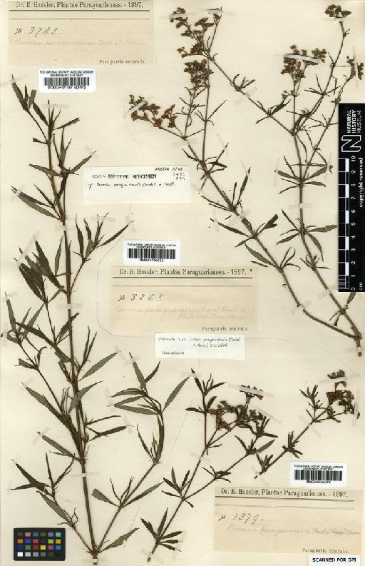 Galianthe laxa subsp. paraguariensis (Chodat & Hassl.) E.L.Cabral - BM001034322