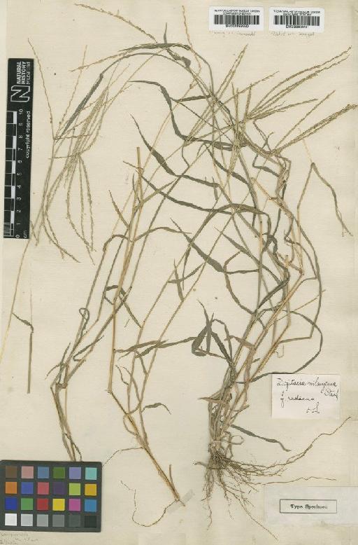 Digitaria ciliaris (Retz.) Koeler - BM000959630