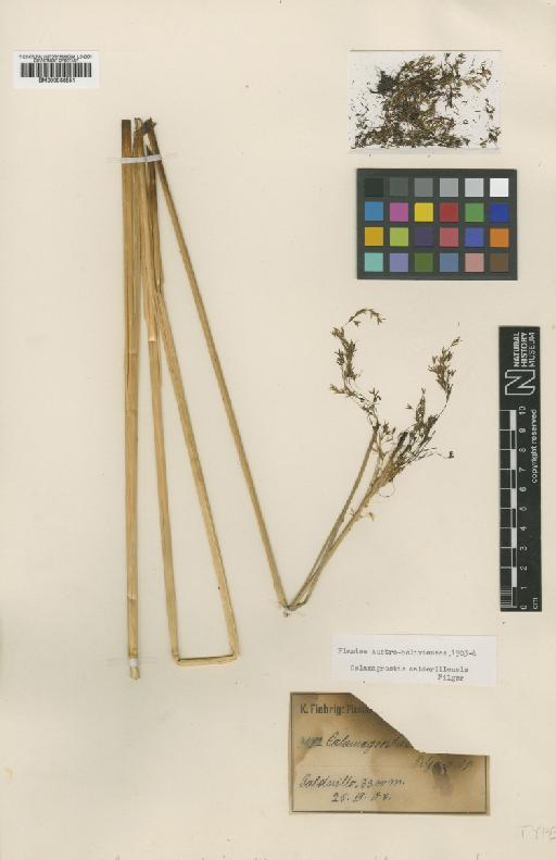 Calamagrostis calderillensis Pilg. - BM000938551