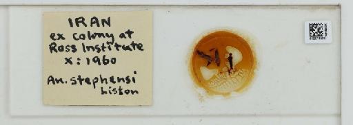 Anopheles (Cellia) stephensi Liston, 1901 - 012813509_Dorsal_Labels