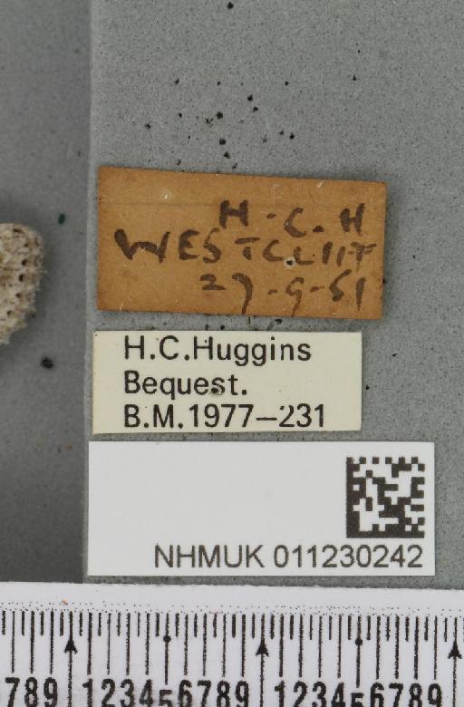 Lithophane ornitopus lactipennis (Dadd, 1911) - NHMUK_011230242_label_632485