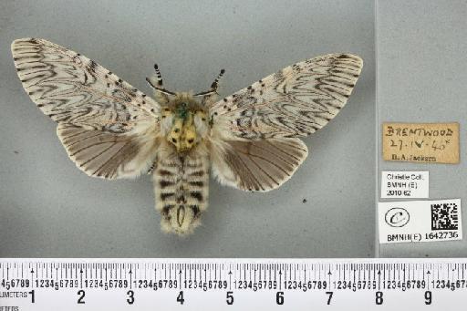 Cerura vinula (Linnaeus, 1758) - BMNHE_1642736_241411