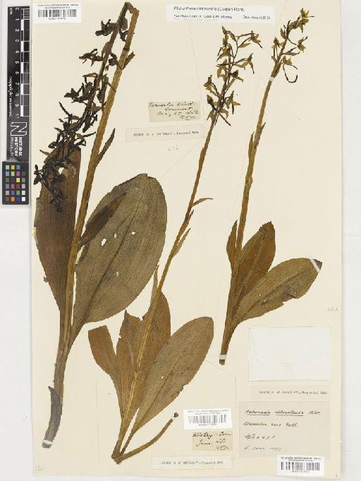 Platanthera chlorantha (Custer) Rchb. - BM001117977