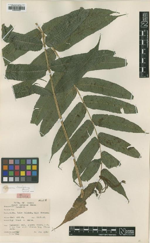 Pneumatopteris blastophora (Alston) Holttum - BM001056528