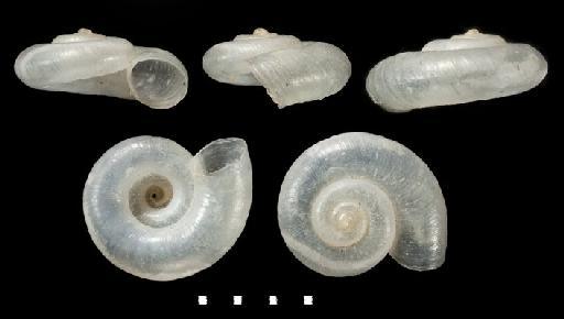 Cyclotus alabastris Craven, 1881 - Chondrocyclas alabastris Craven - Syntype (1 of 5) - 1891.3.7.42-47