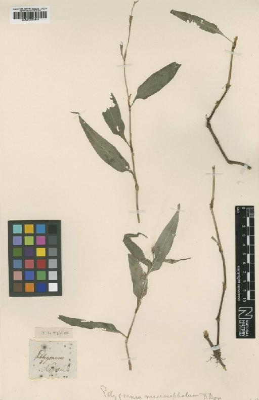 Polygonum microcephalum D.Don - BM000950644