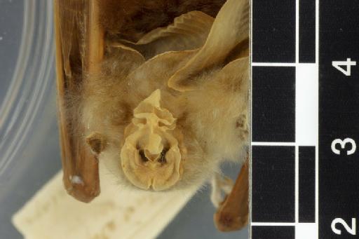 Rhinolophus ferrumequinum regulus Andersen,  1905 - 1879_11_21_153-Rhinolophus_ferrumequinum_regulus-Holotype-Noseleaf-dorsal