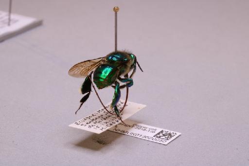 Euglossa chalybeata Friese, H., 1925 - 013620050_additional_1