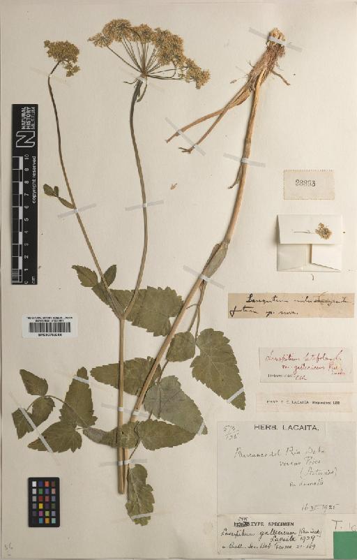 Laserpitium latifolium L. - BM000752058