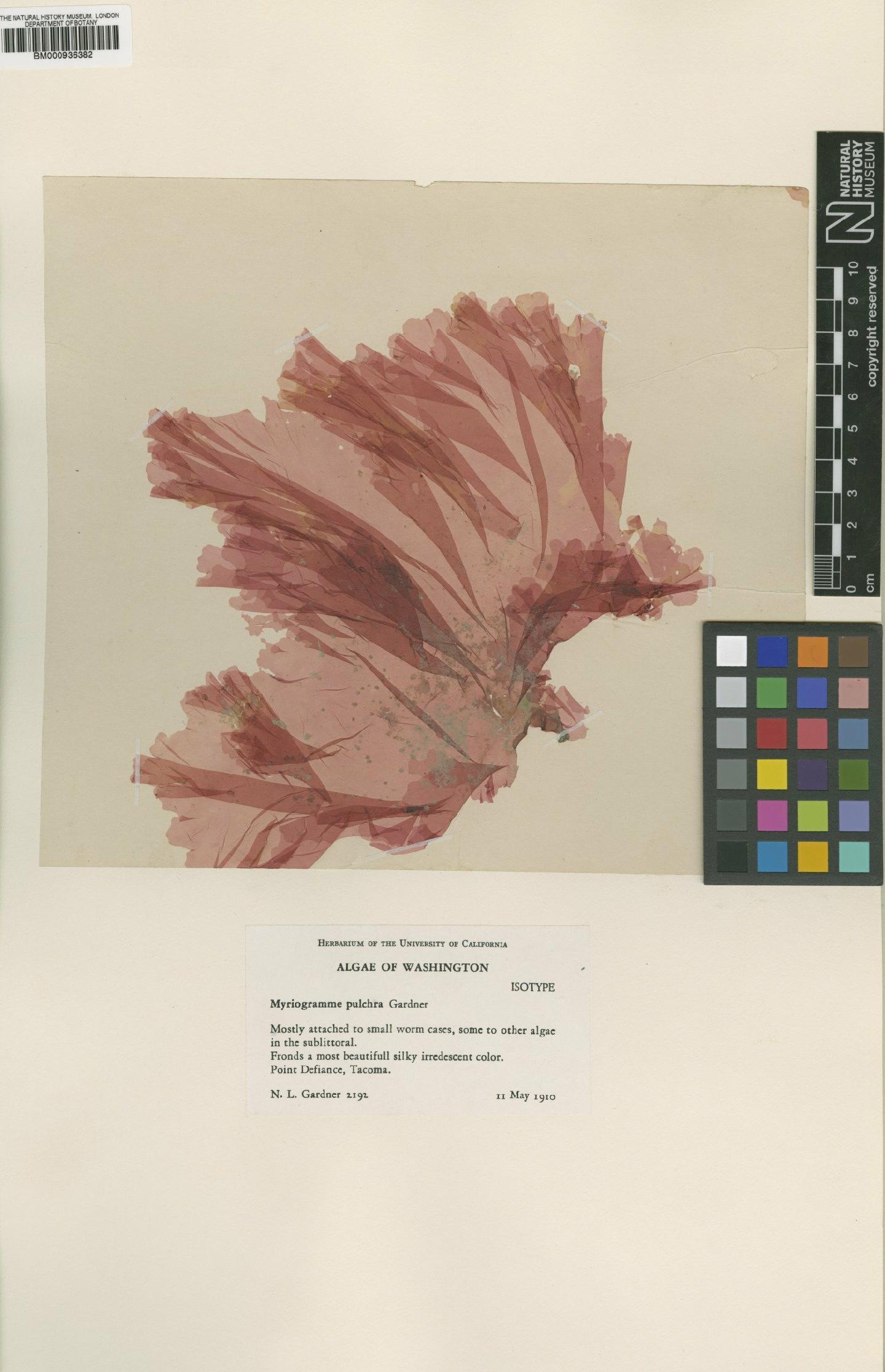 To NHMUK collection (Myriogramme pulchra N.L.Gardner; Syntype; NHMUK:ecatalogue:439760)